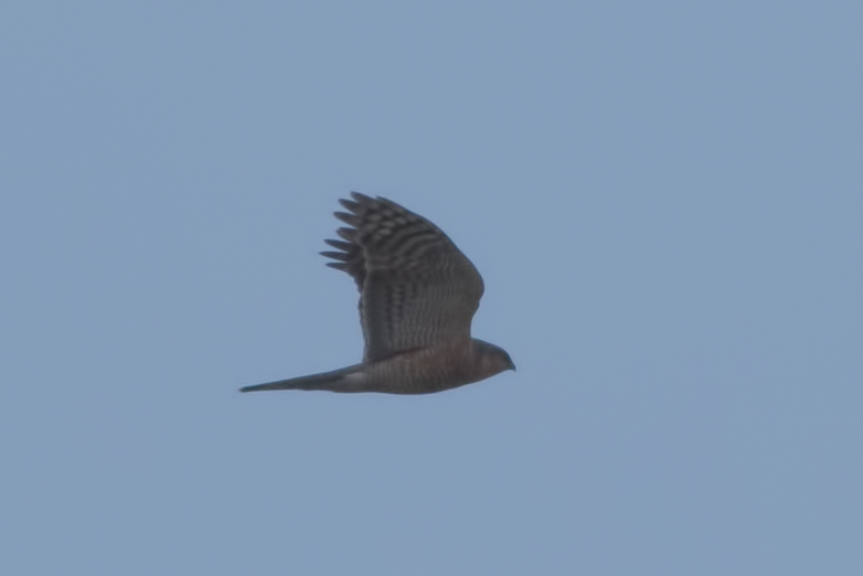 Levant Sparrowhawk
